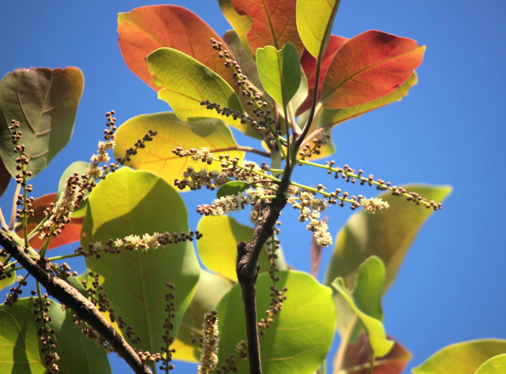 Terminalia bellirica