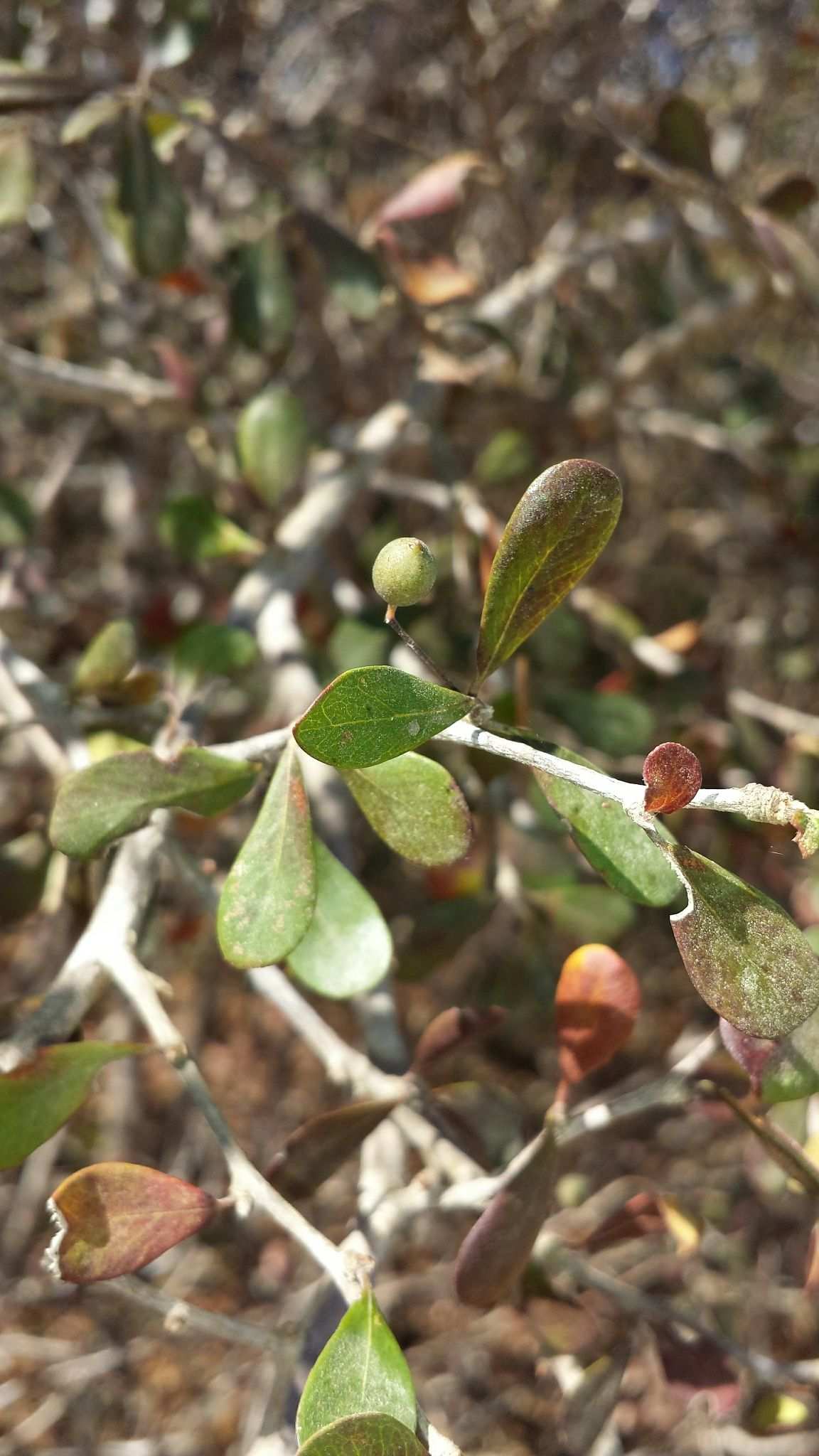 Terminalia boivinii