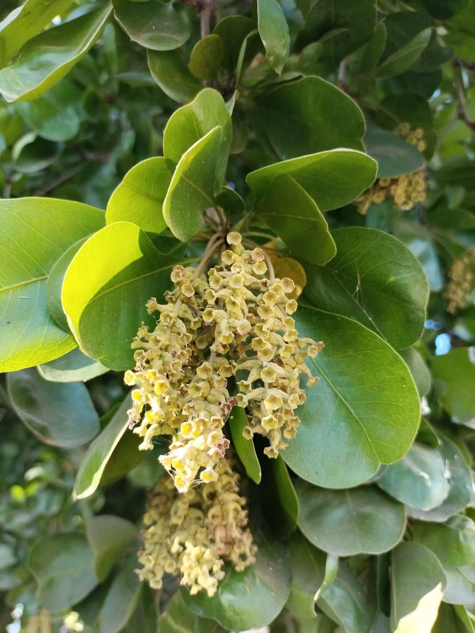 Terminalia buceras