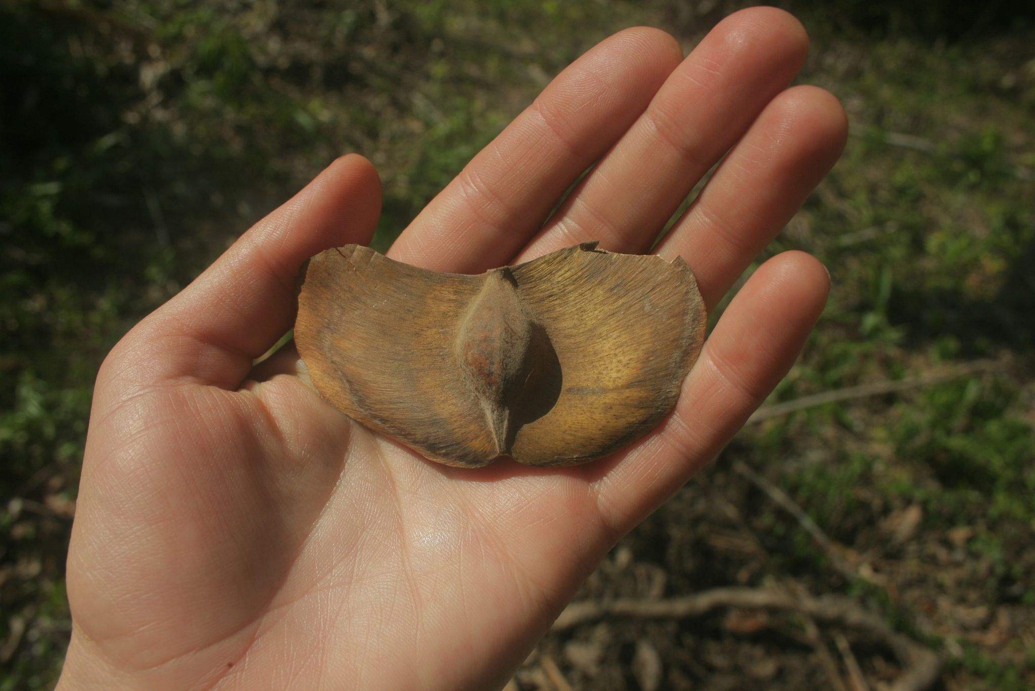 Terminalia calamansanay