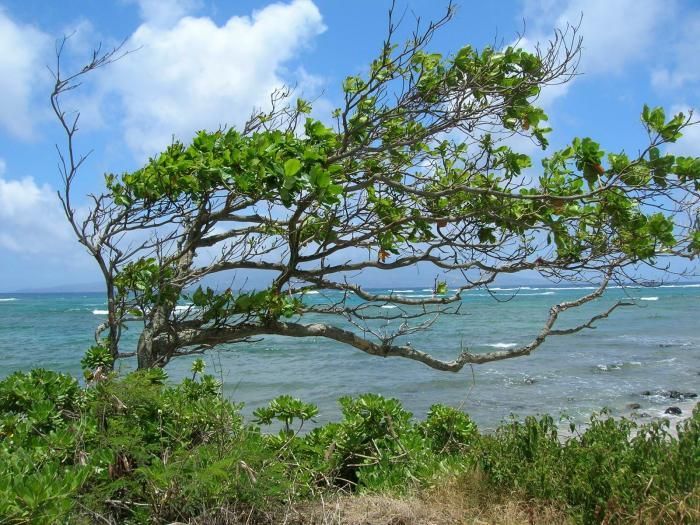 Terminalia catappa