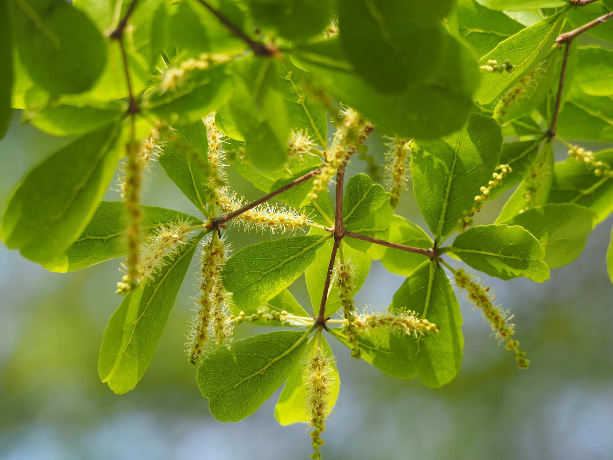 Terminalia mantaly