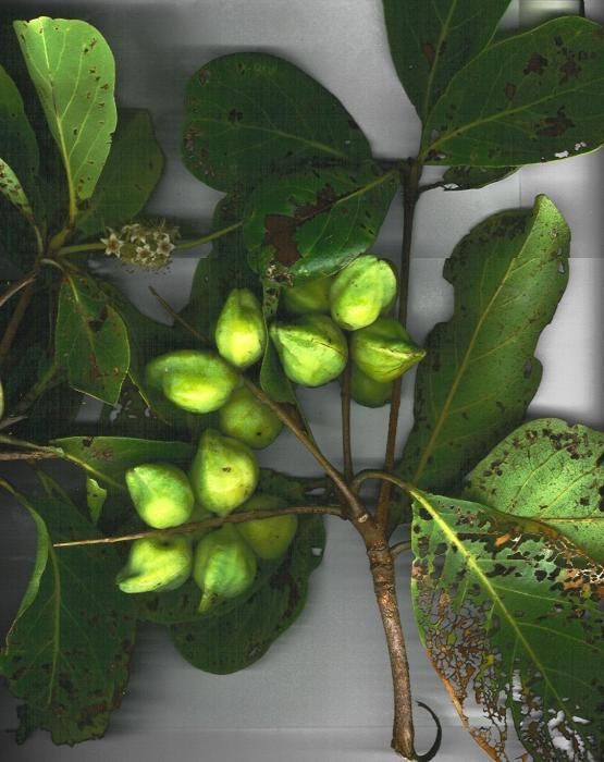 Terminalia melanocarpa