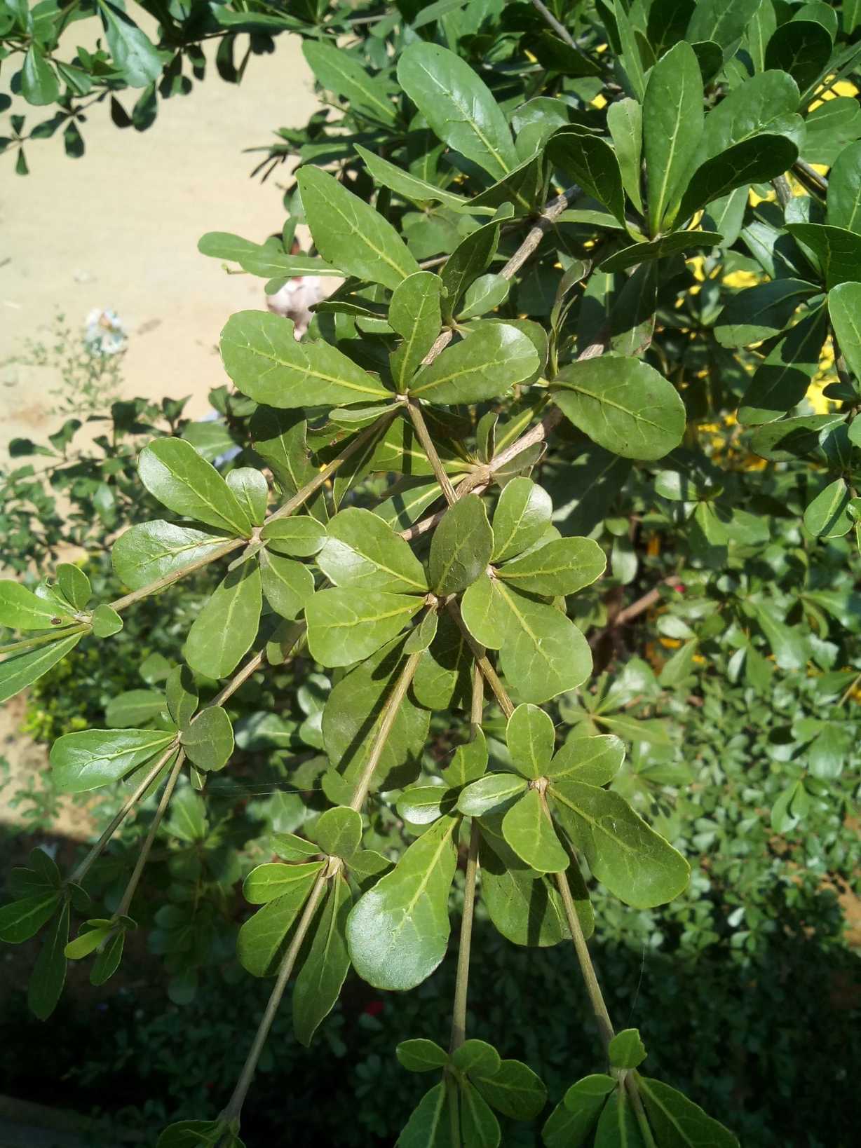Terminalia neotaliala