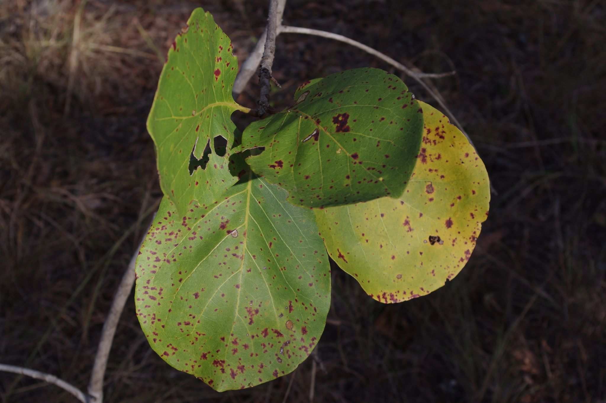Terminalia platyphylla