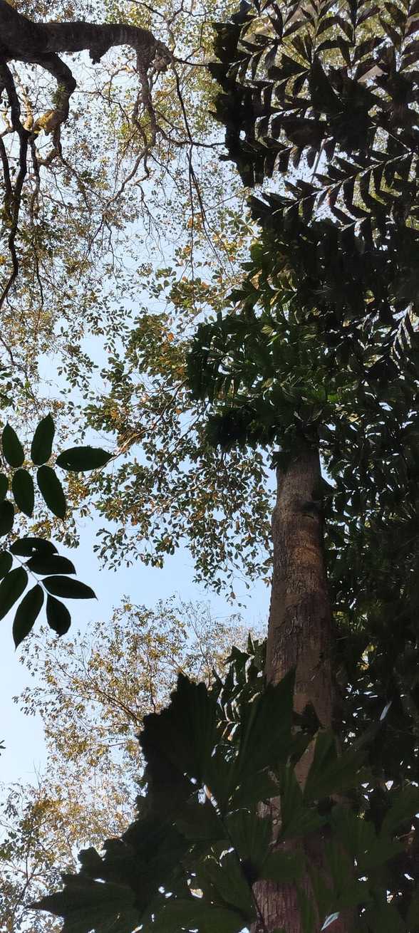 Terminalia procera