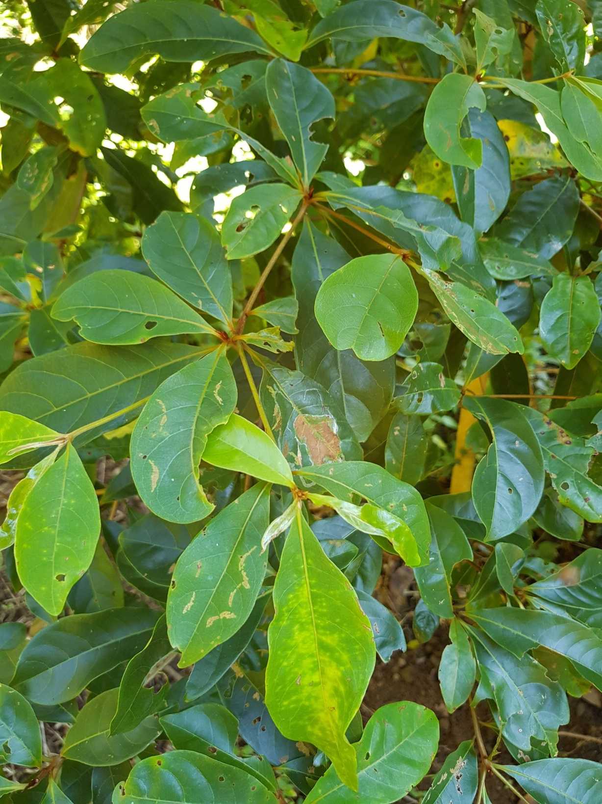 Terminalia sericocarpa
