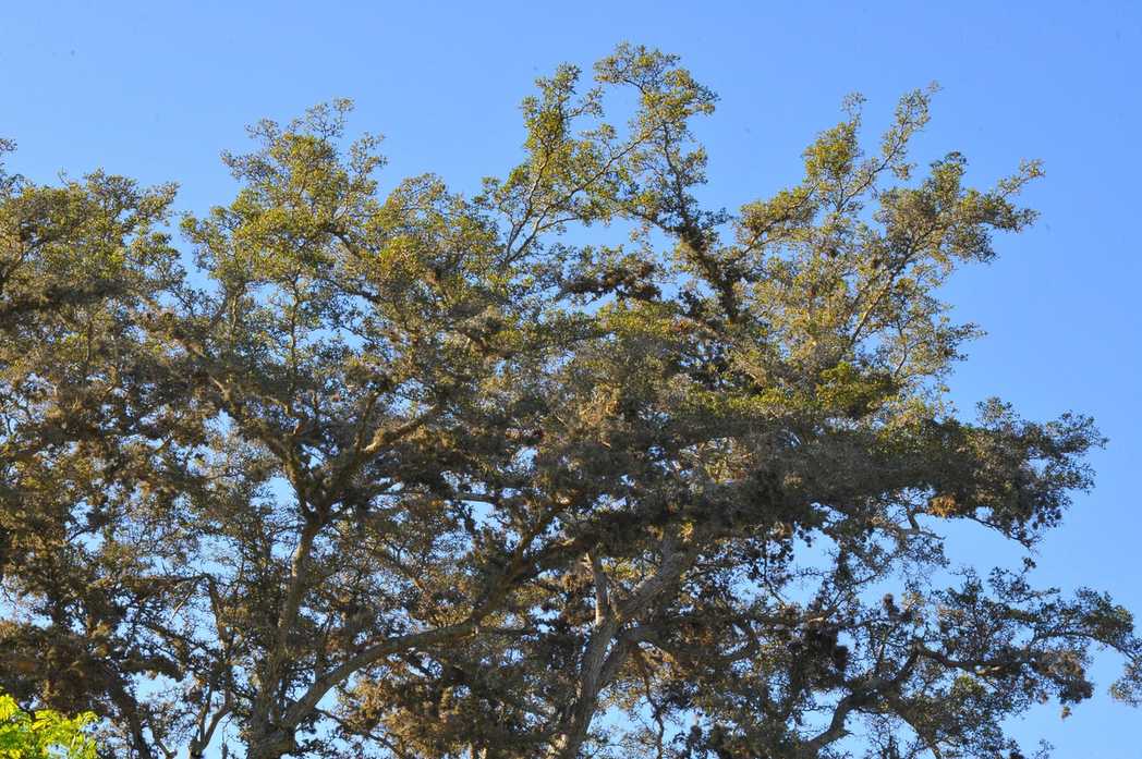 Terminalia sp.