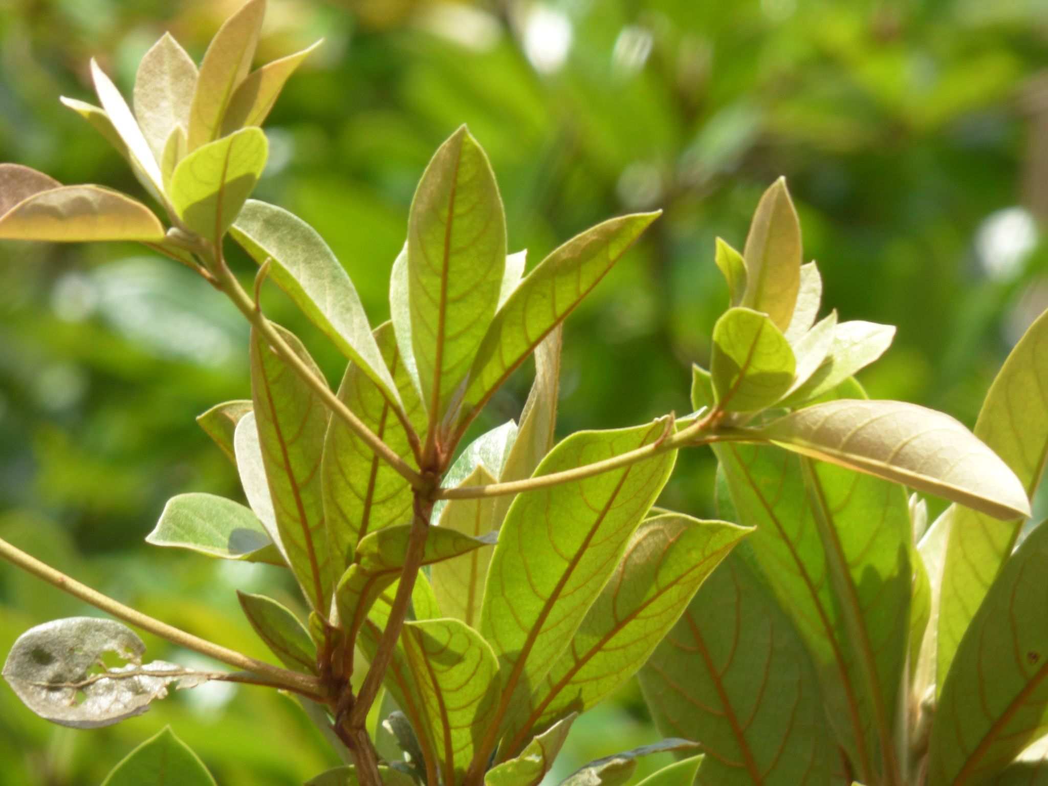 Terminalia superba