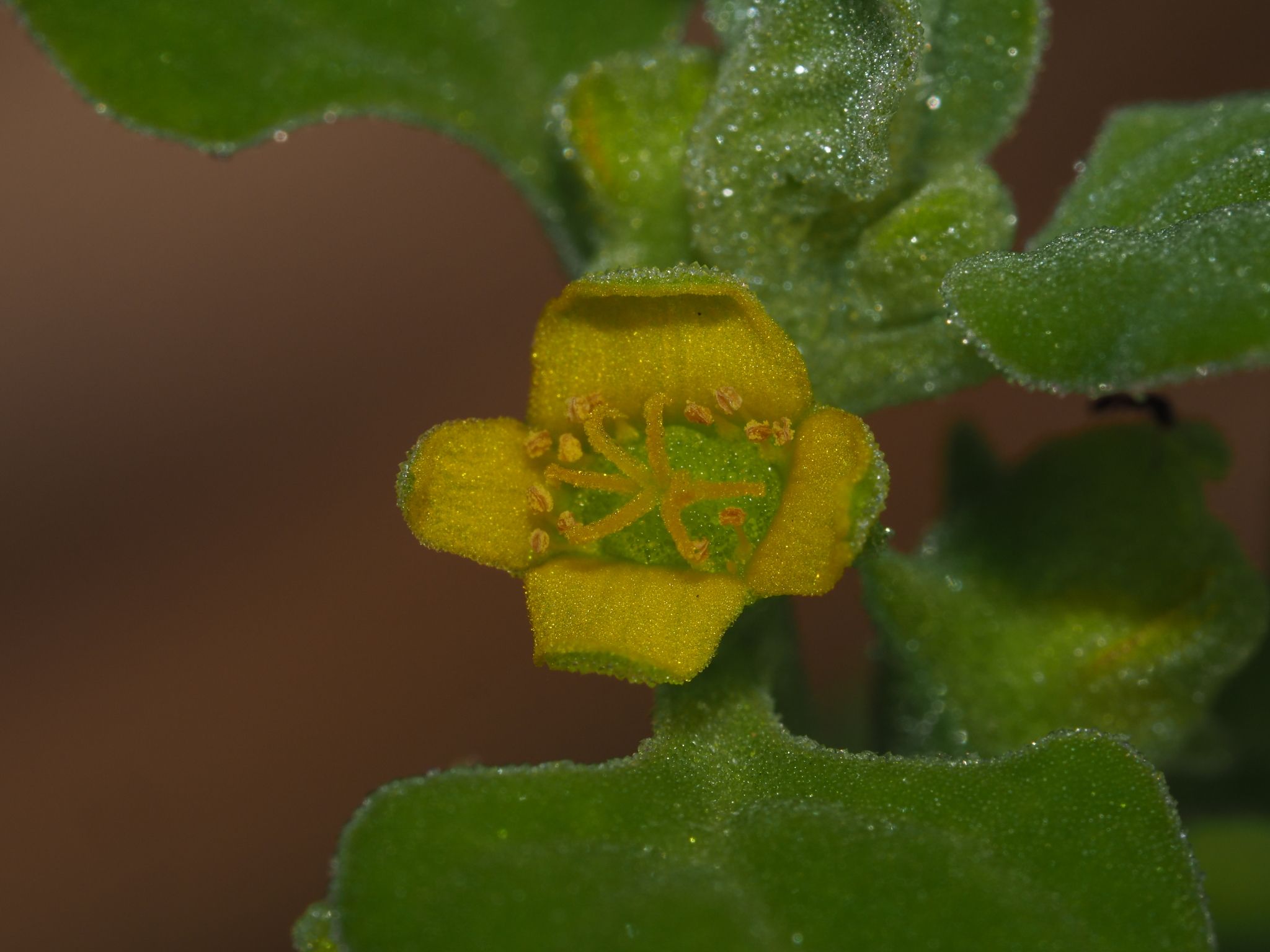 Tetragonia tetragonoides