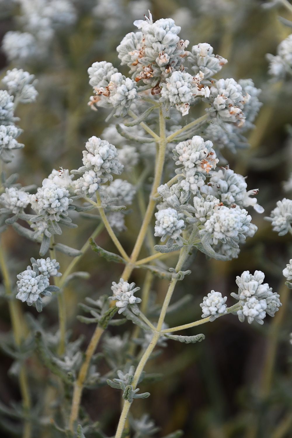Teucrium capitatum