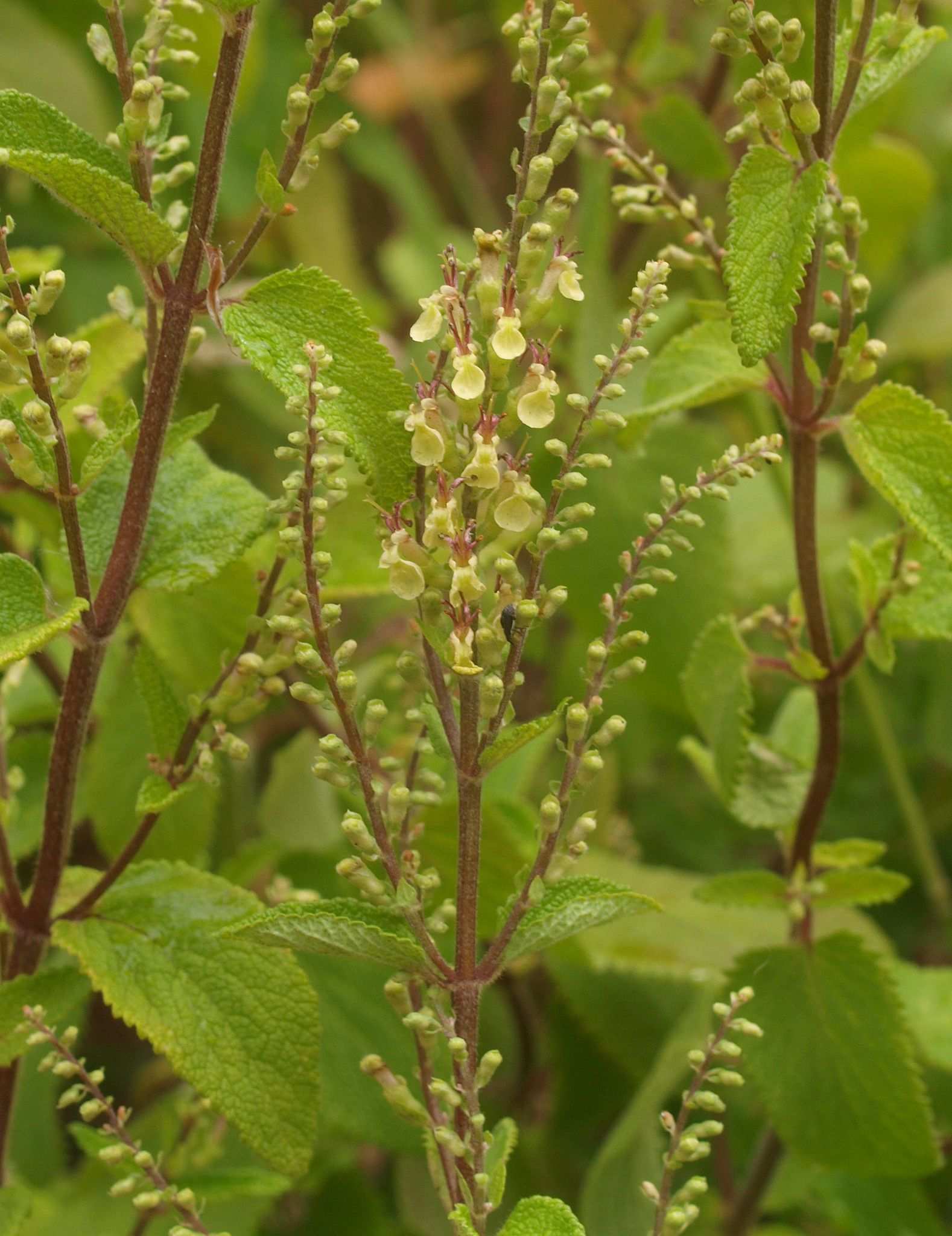 Teucrium scorodonia