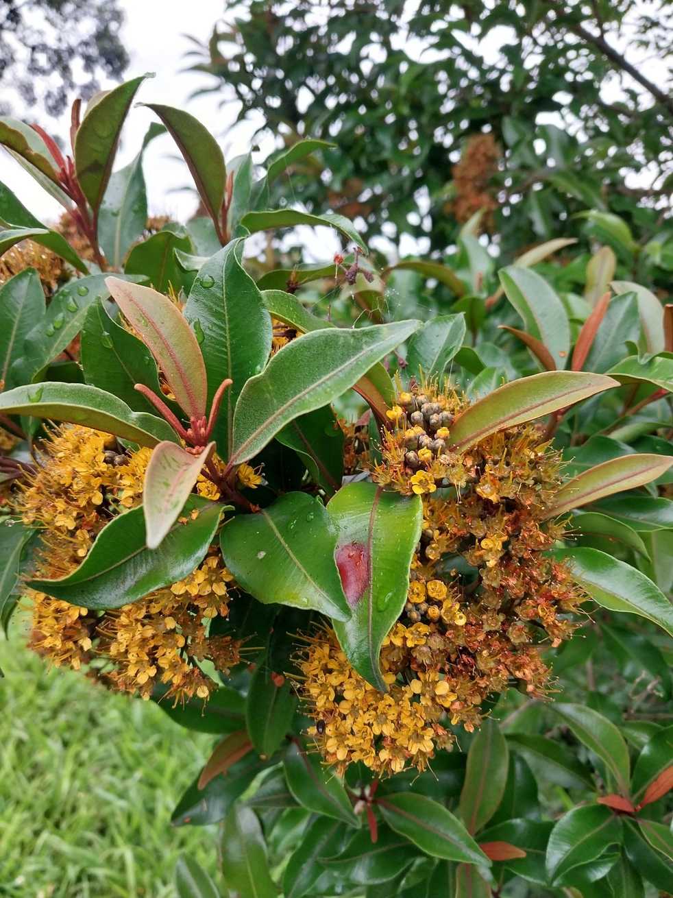 Thaleropia queenslandica