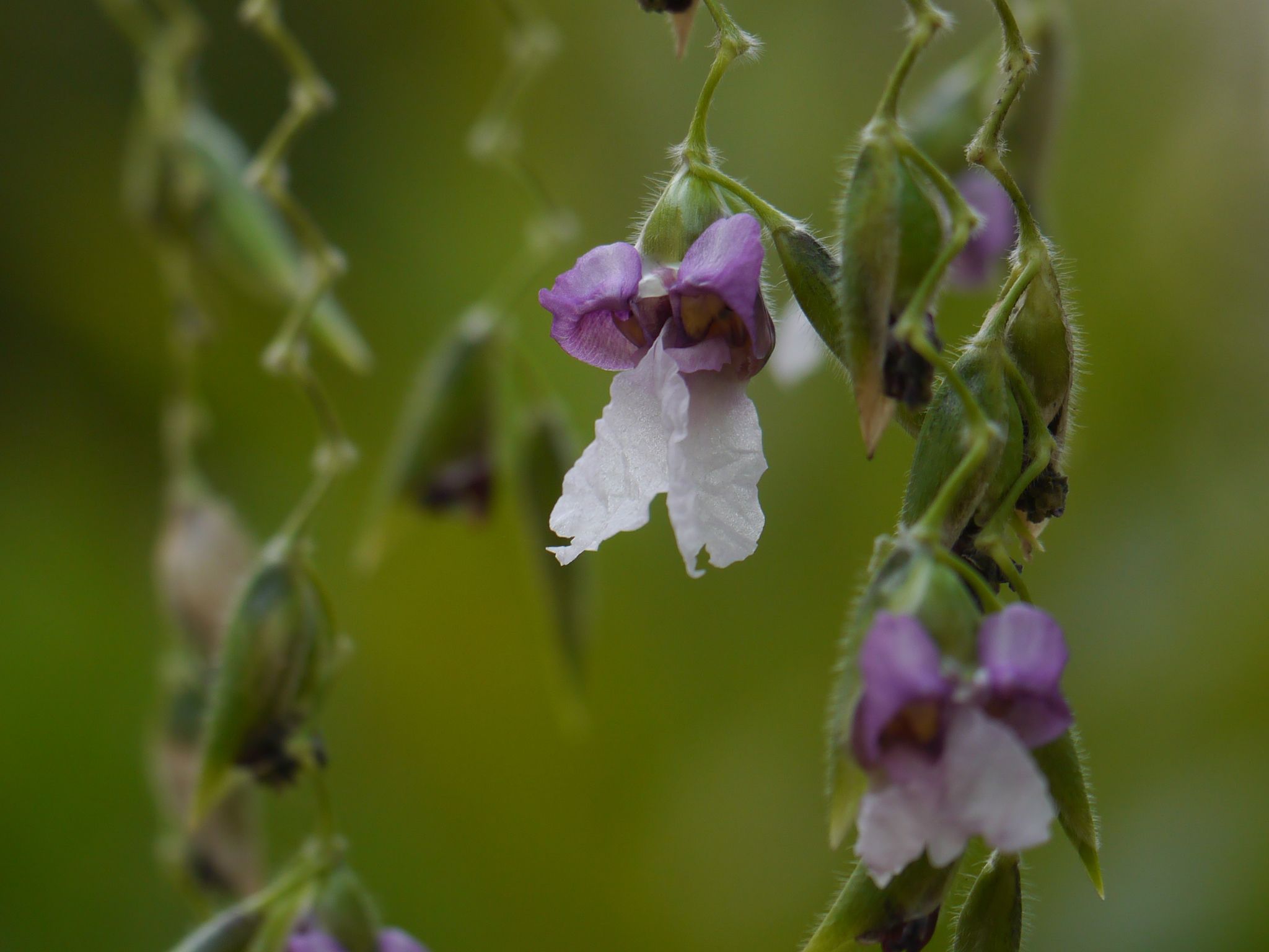 Thalia geniculata