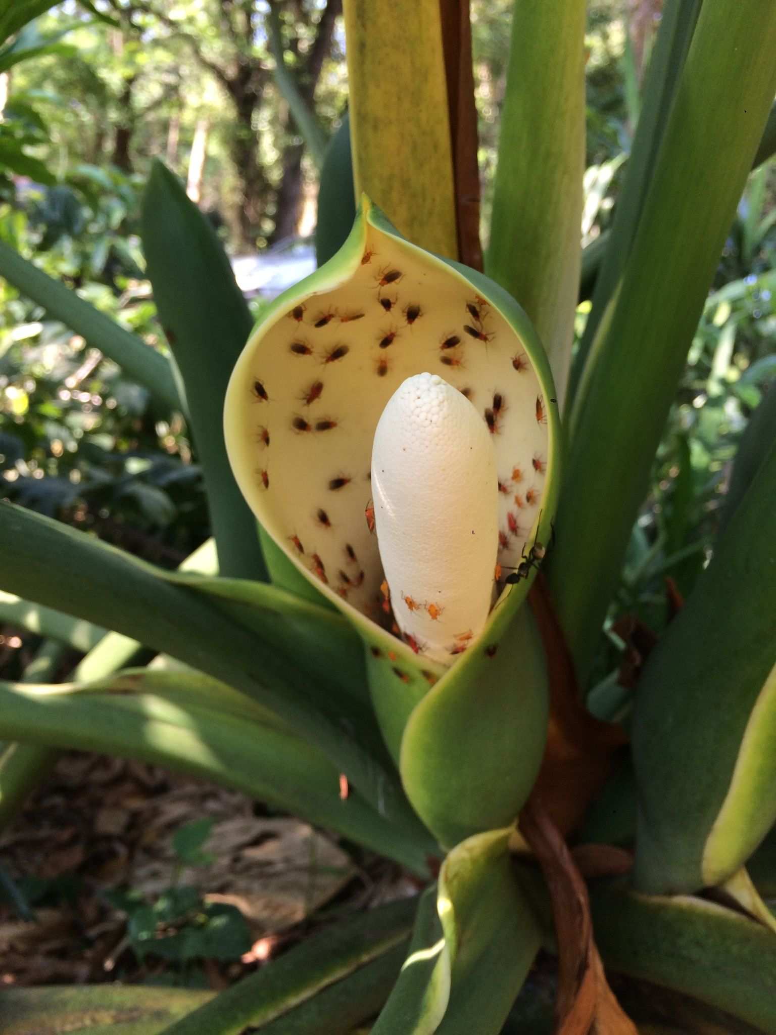 Thaumatophyllum bipinnatifidum