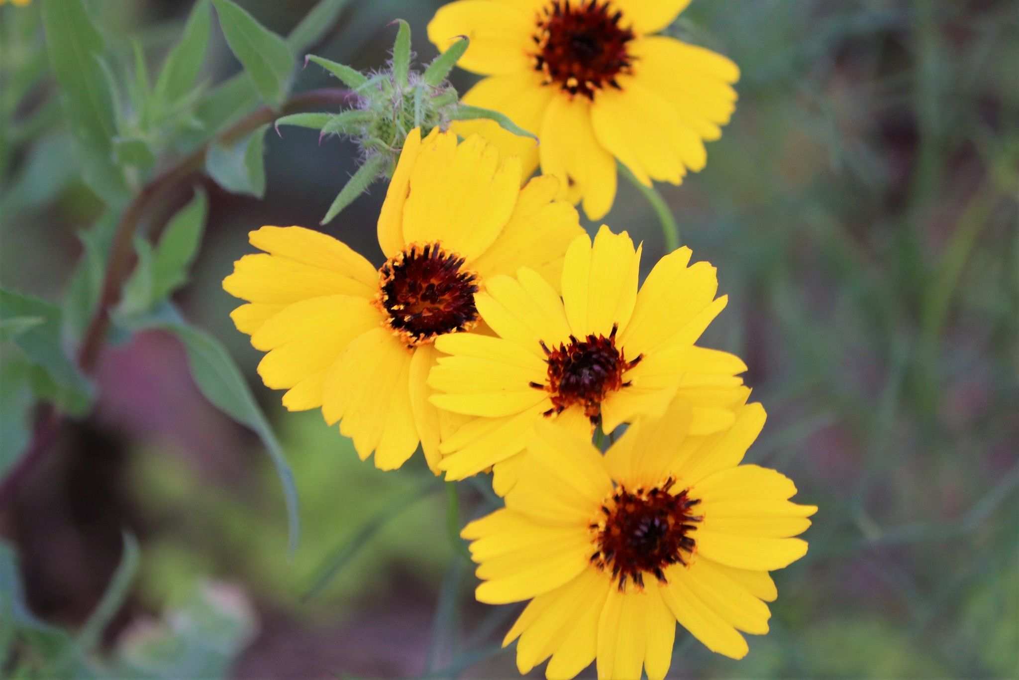 Thelesperma