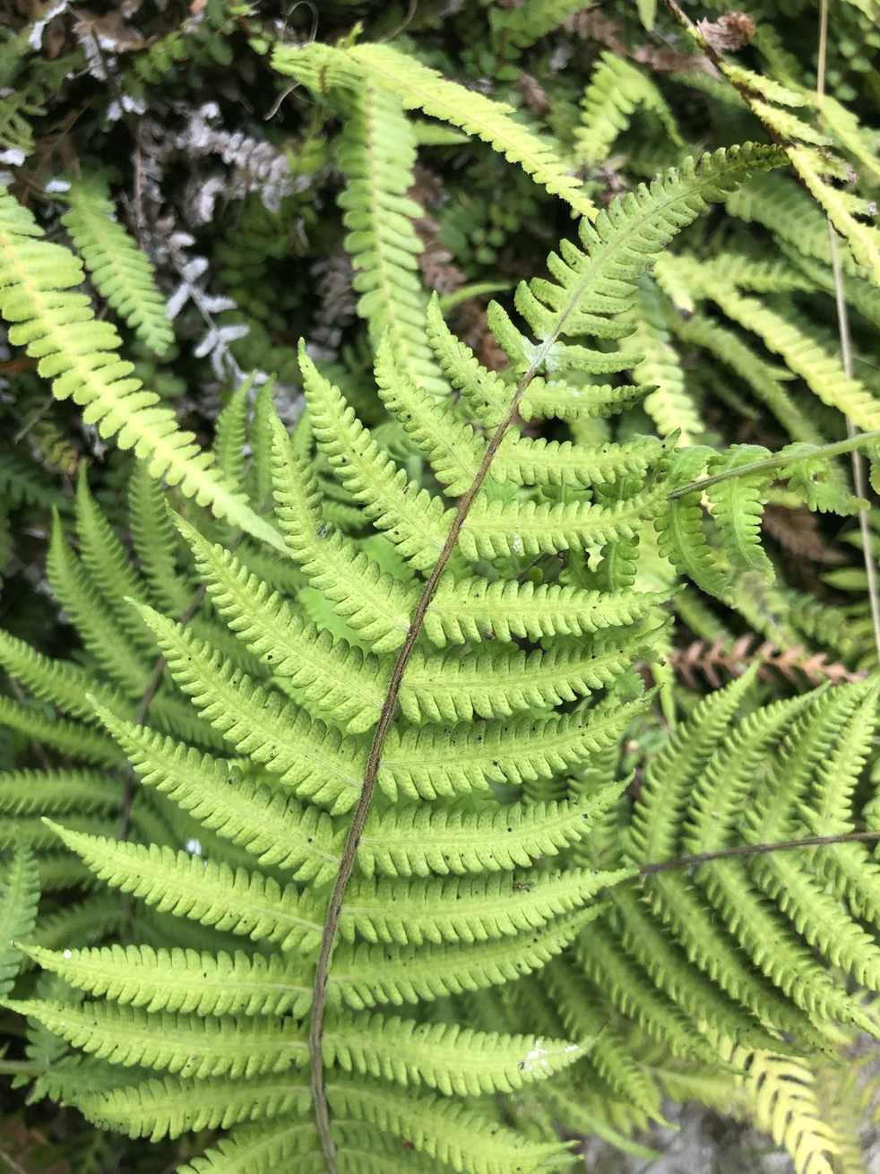 Thelypteris dentata
