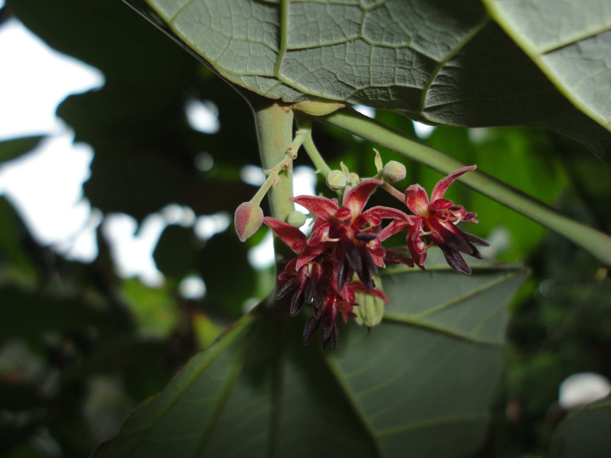 Theobroma bicolor