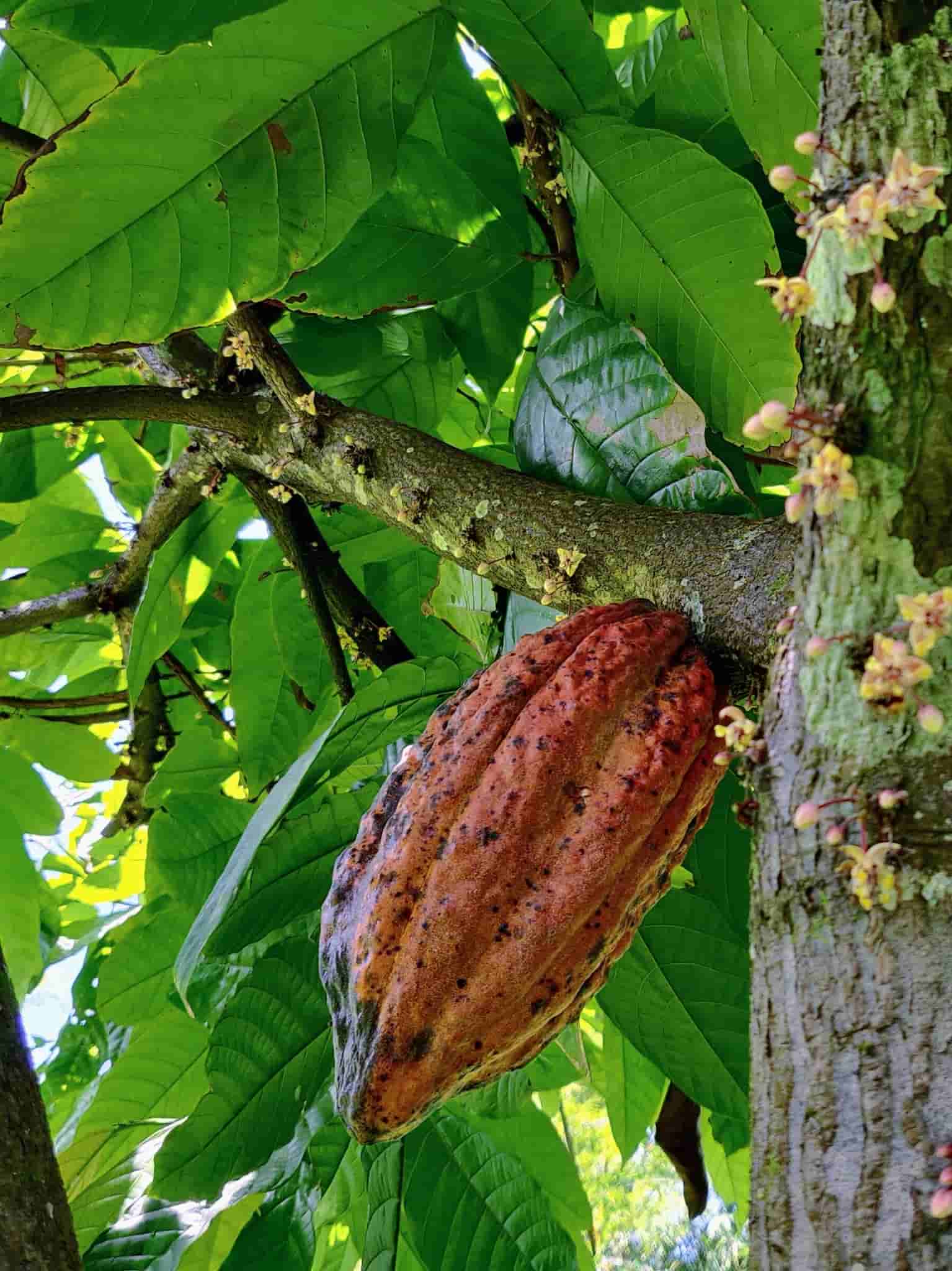 Theobroma cacao
