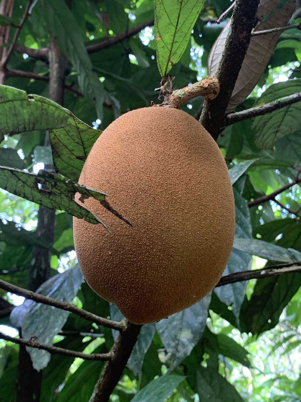 Theobroma grandiflorum