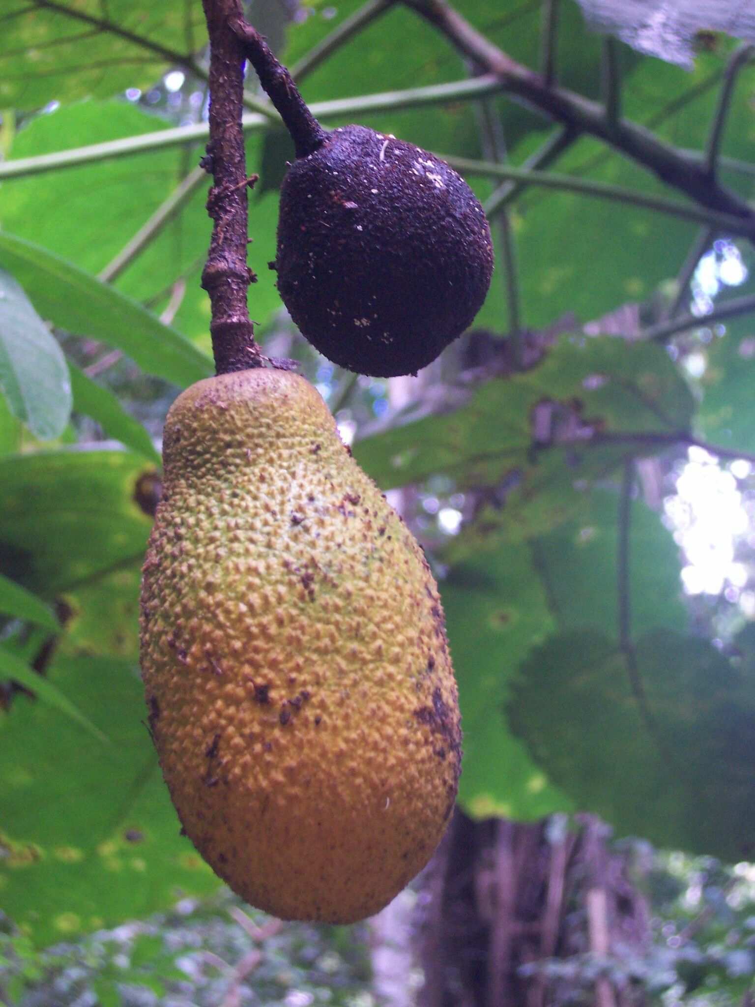 Theobroma obovatum