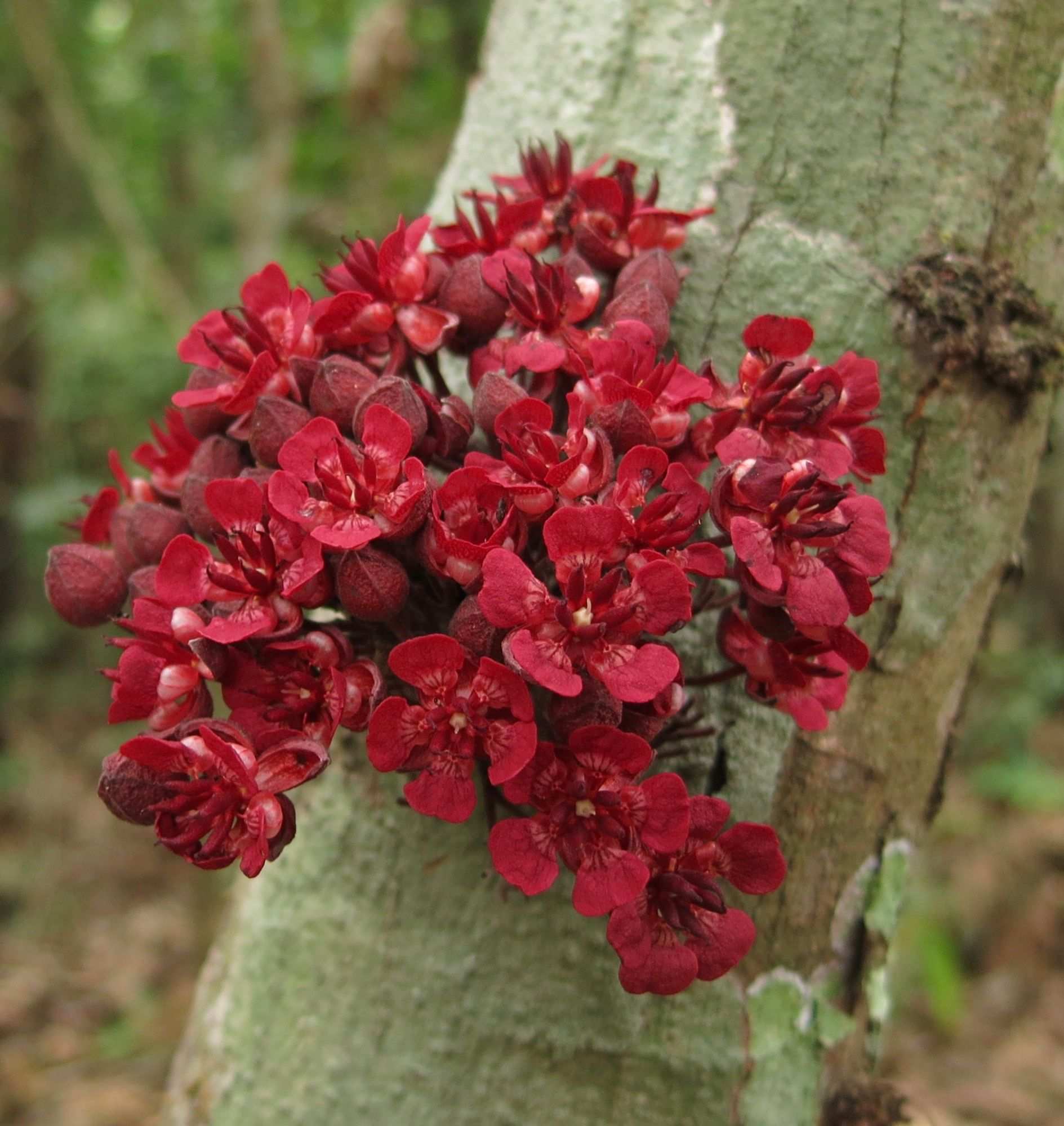 Theobroma speciosum