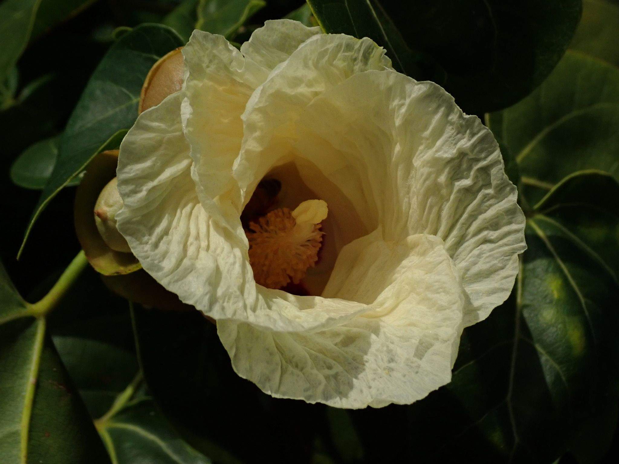 Thespesia populnea