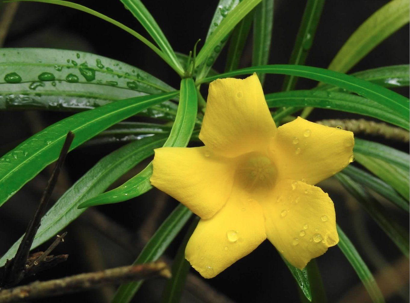 Thevetia peruviana