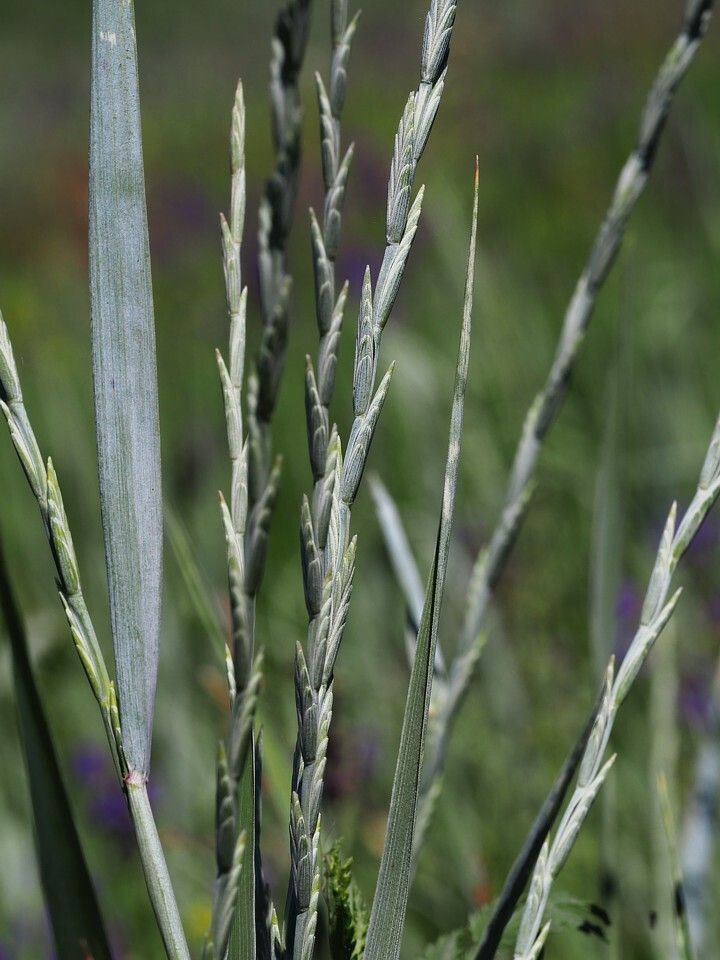 Thinopyrum intermedium