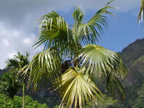 Thrinax radiata