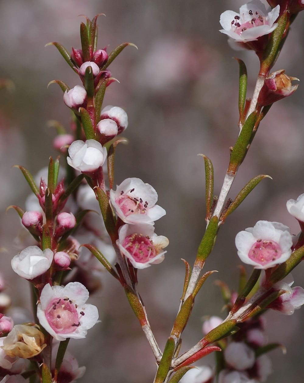 Thryptomene australis
