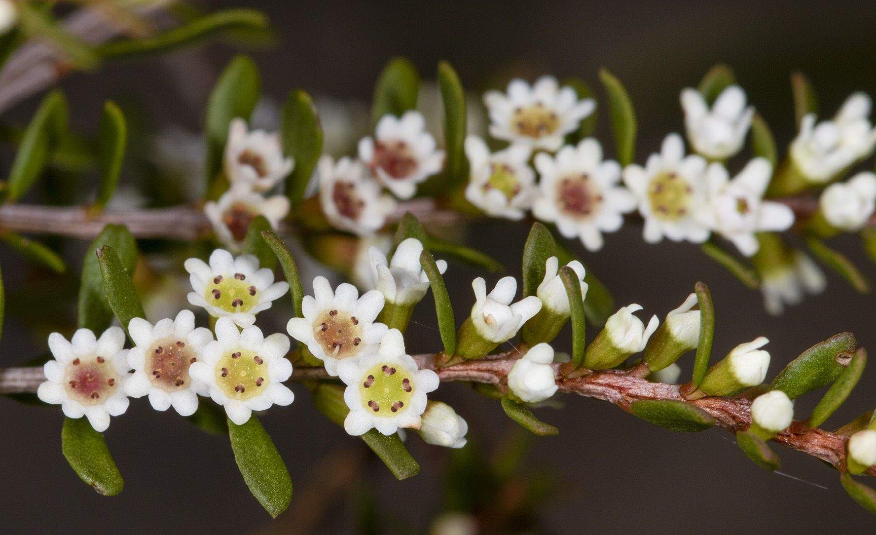 Thryptomene calycina