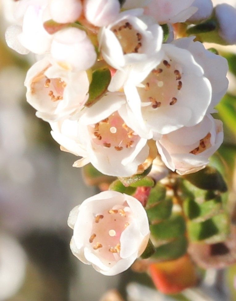 Thryptomene saxicola