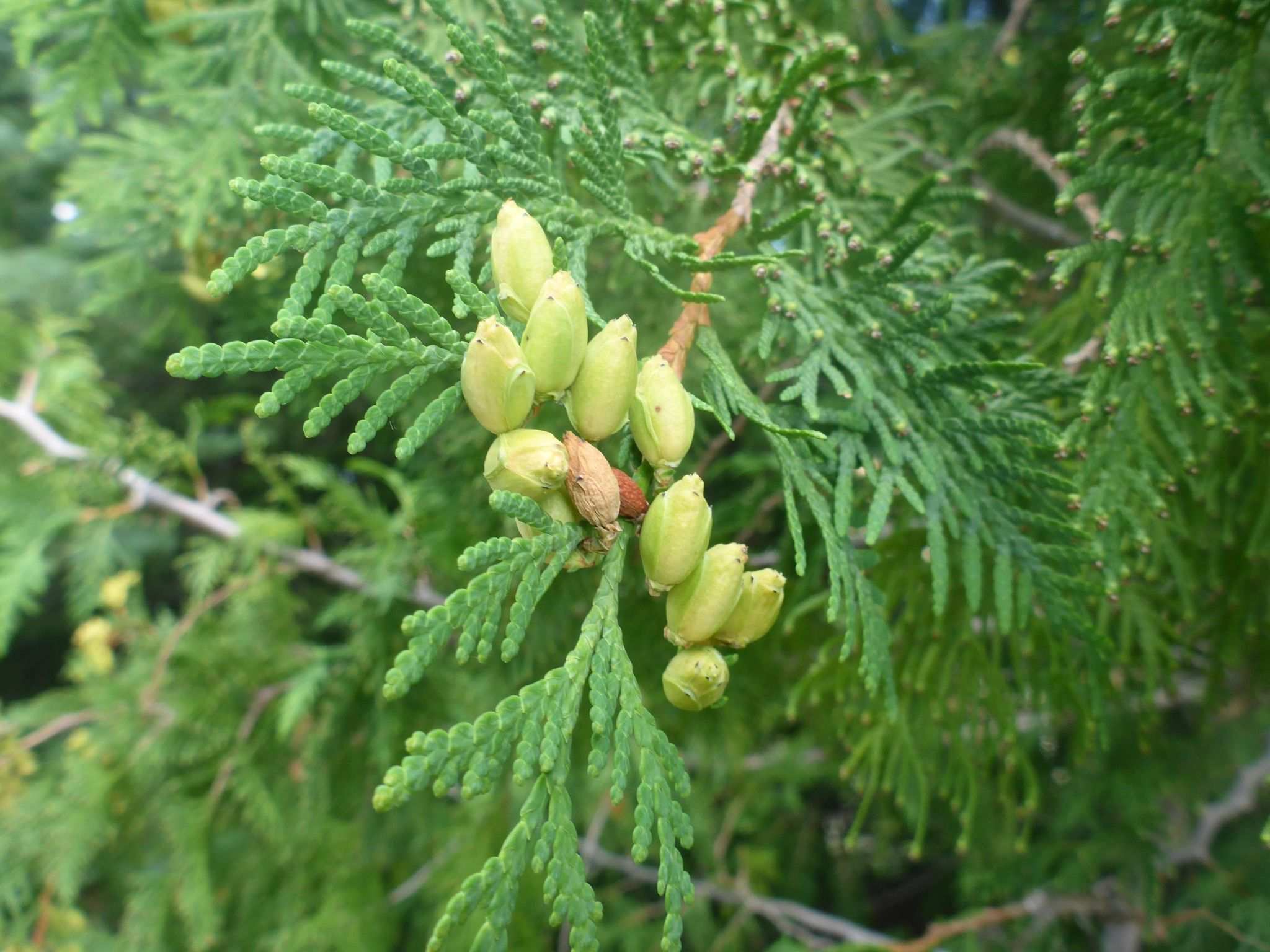 Thuja occidentalis