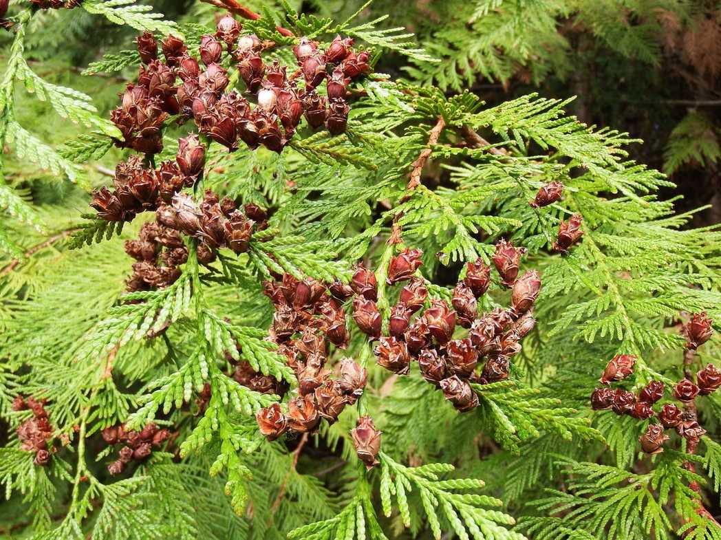 Thuja plicata
