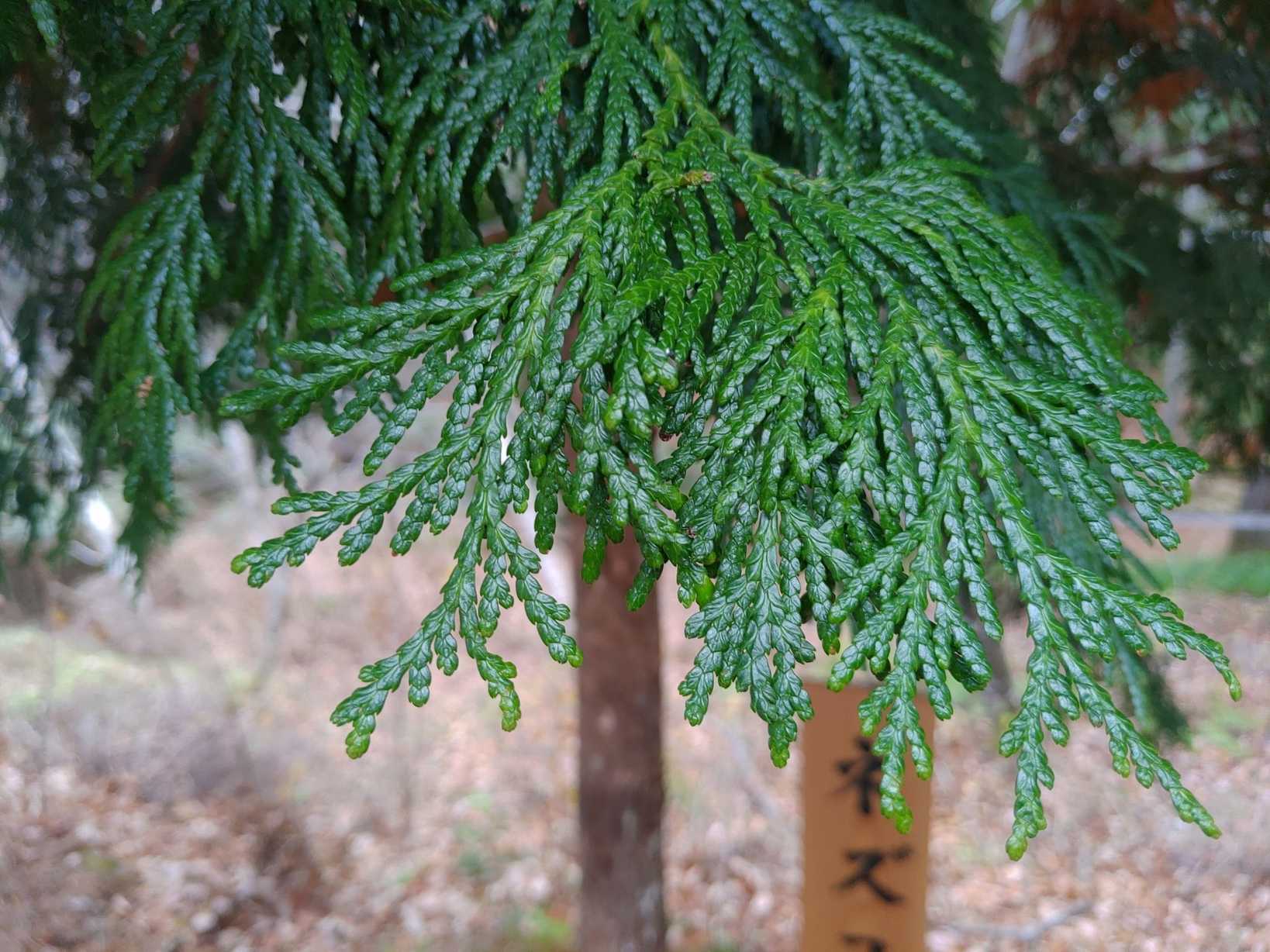 Thuja standishii