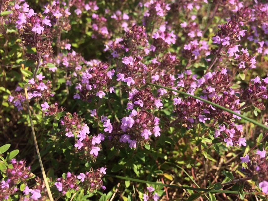 Thymus serpyllum