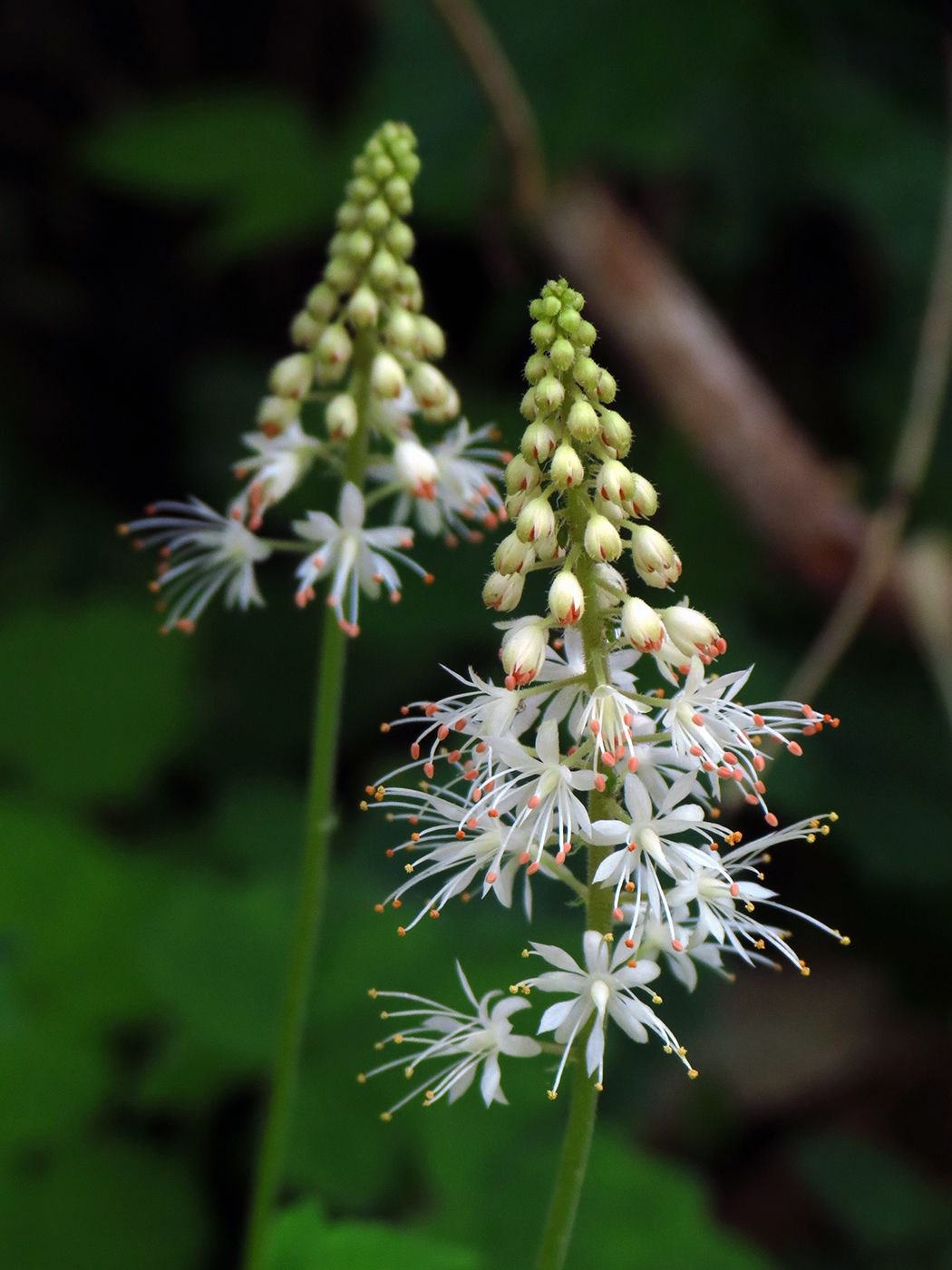 Tiarella cordifolia