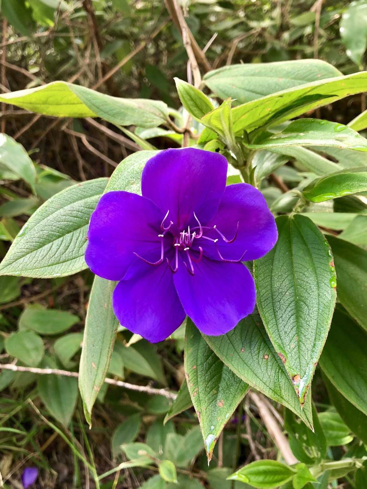 Tibouchina