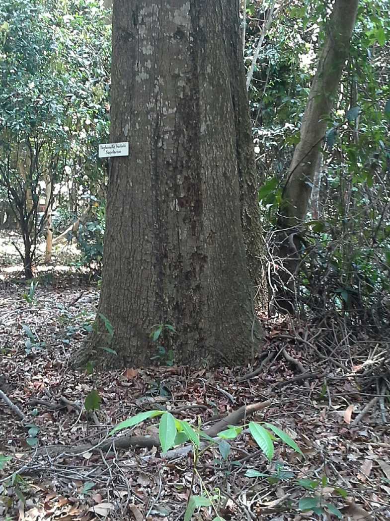 Tieghemella heckelii