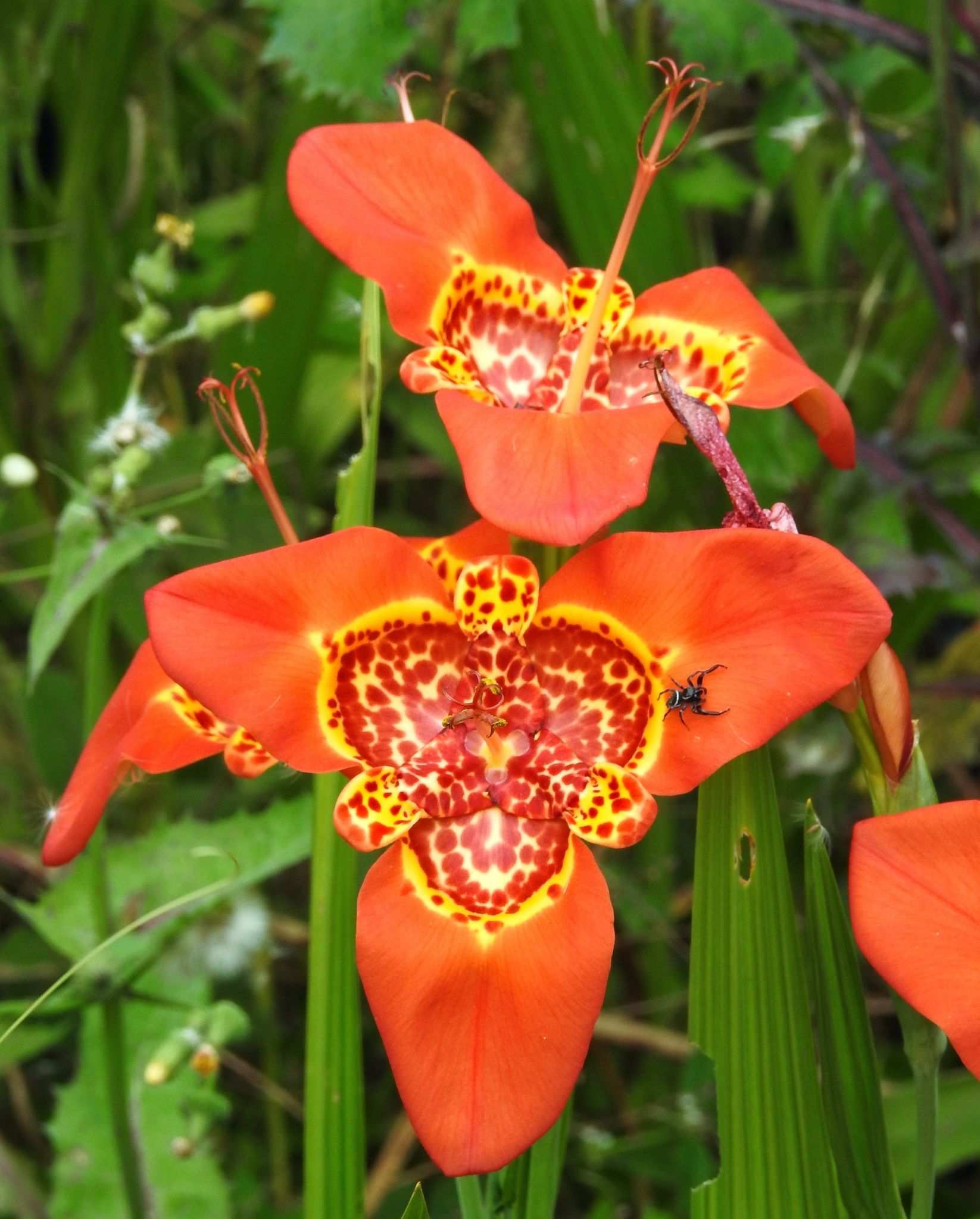 Tigridia pavonia