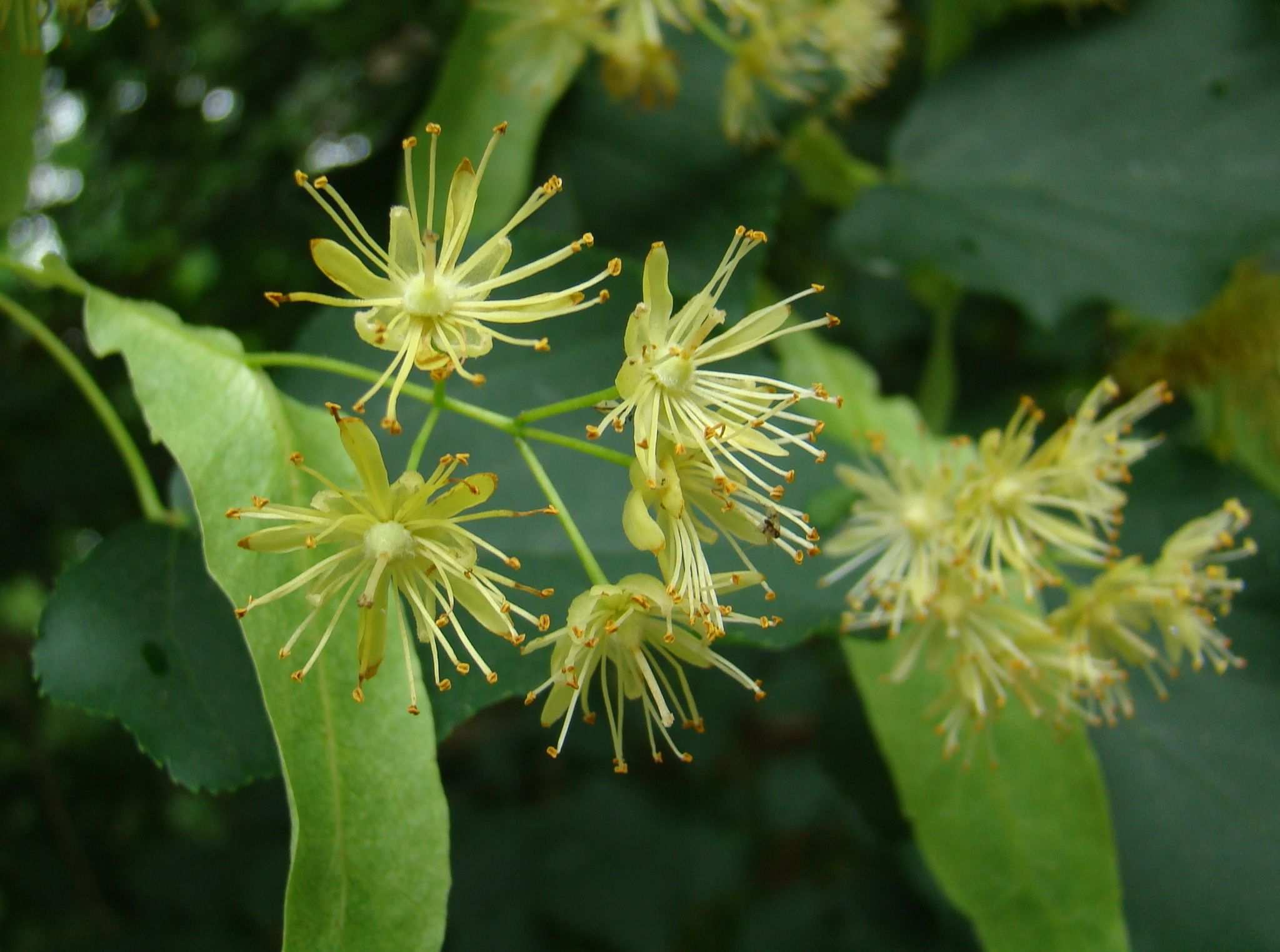 Tilia americana