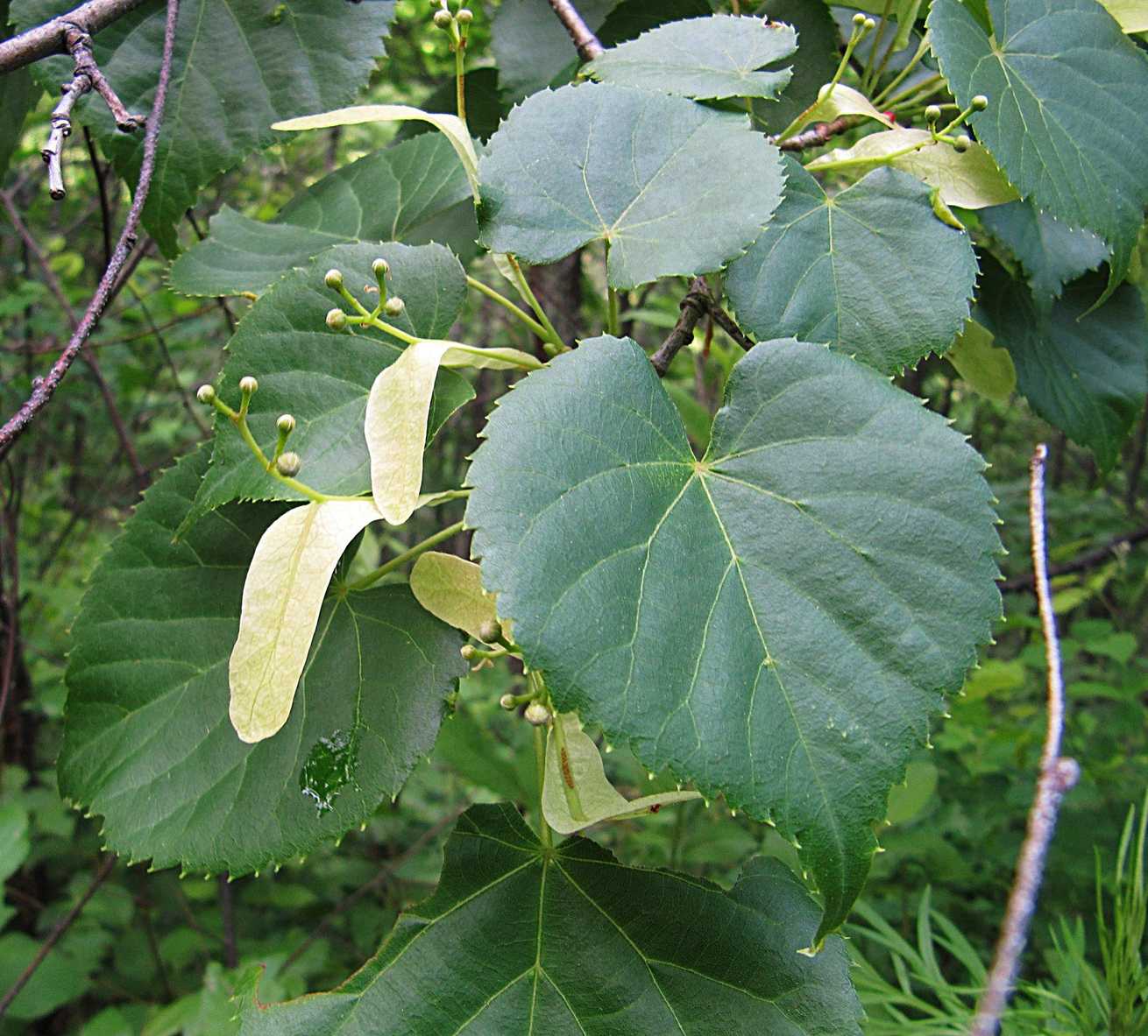 Tilia amurensis