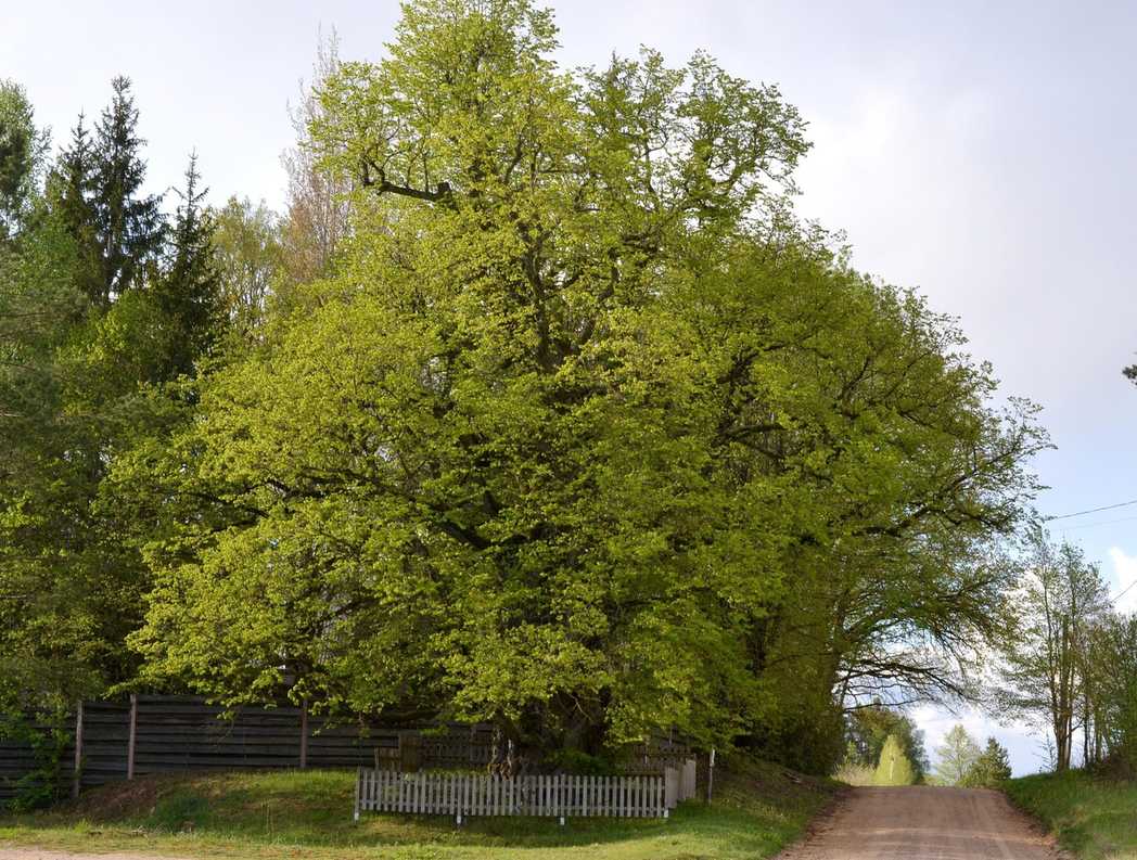 Tilia cordata