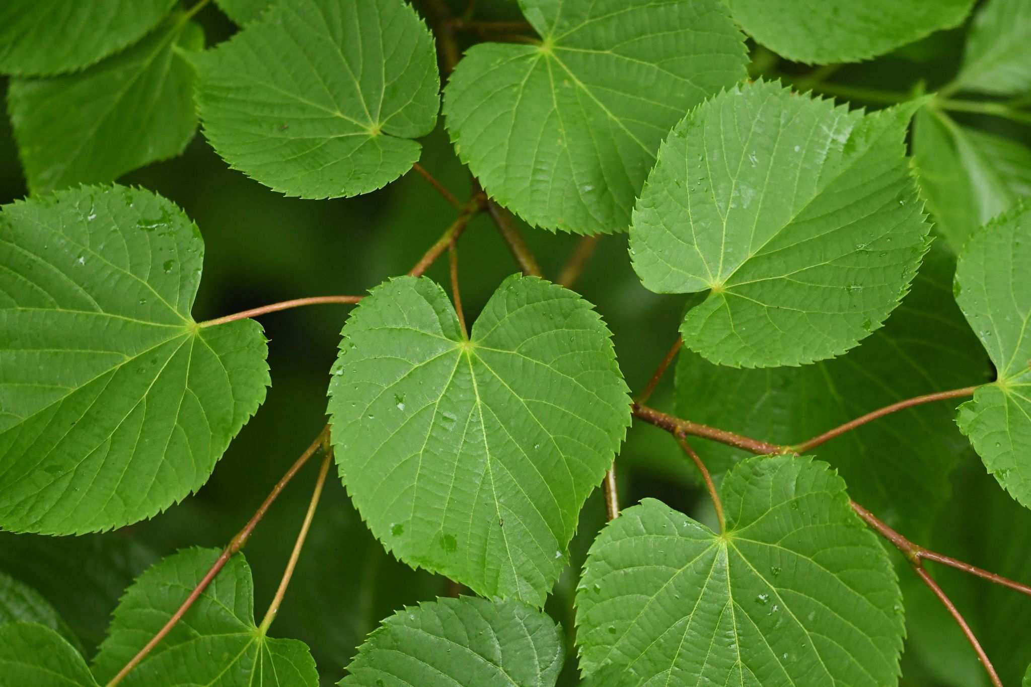 Tilia japonica