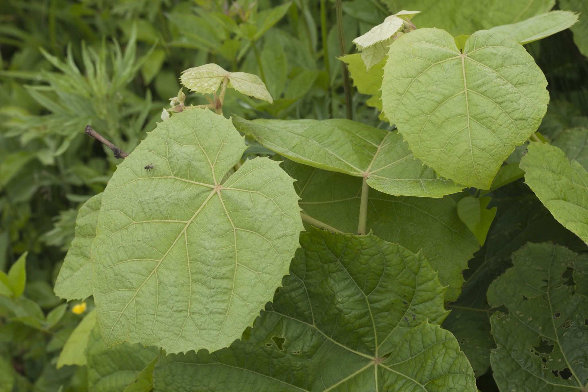 Tilia mandshurica