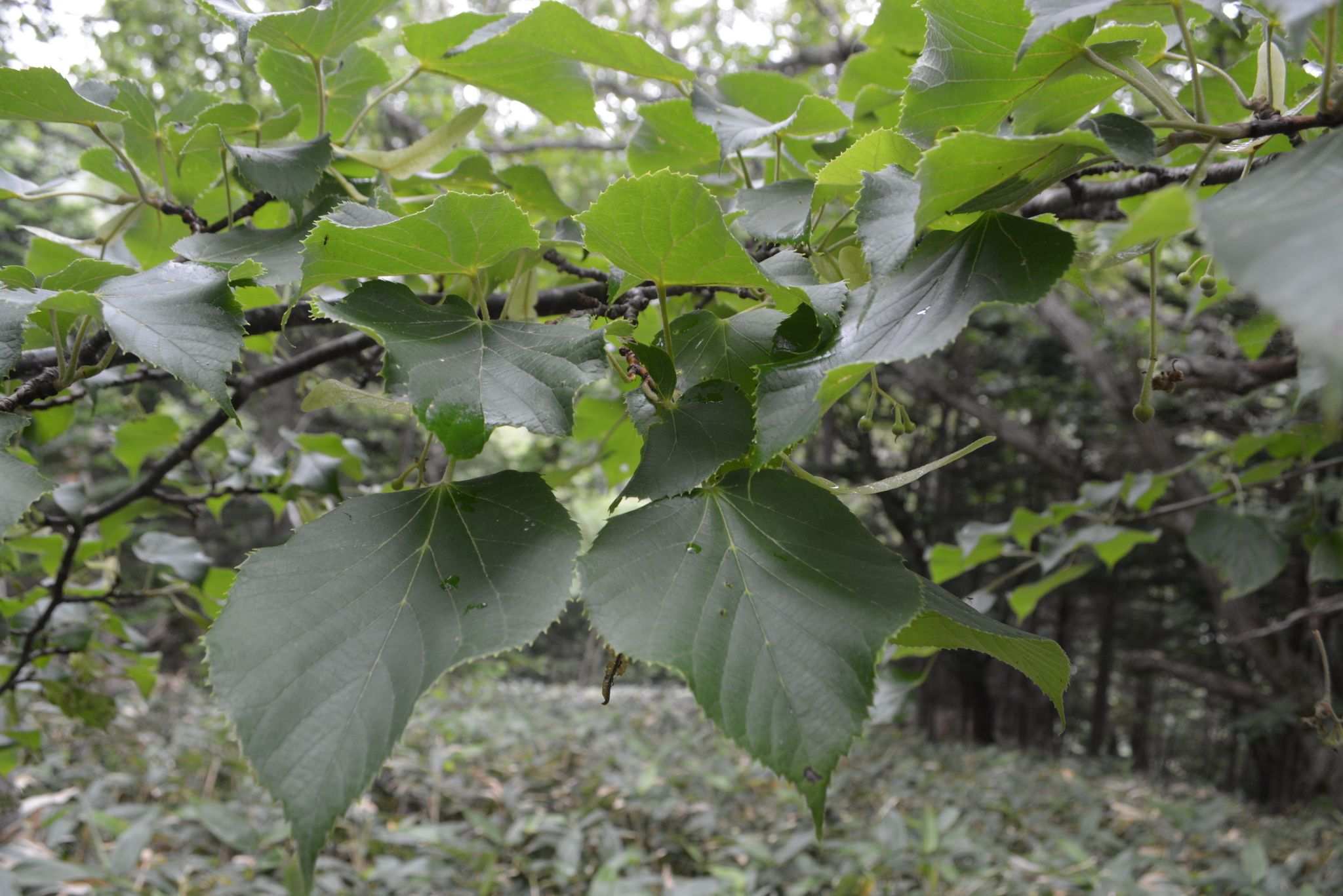 Tilia maximowicziana