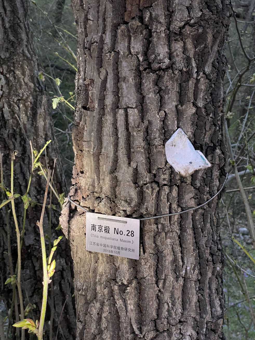 Tilia miqueliana