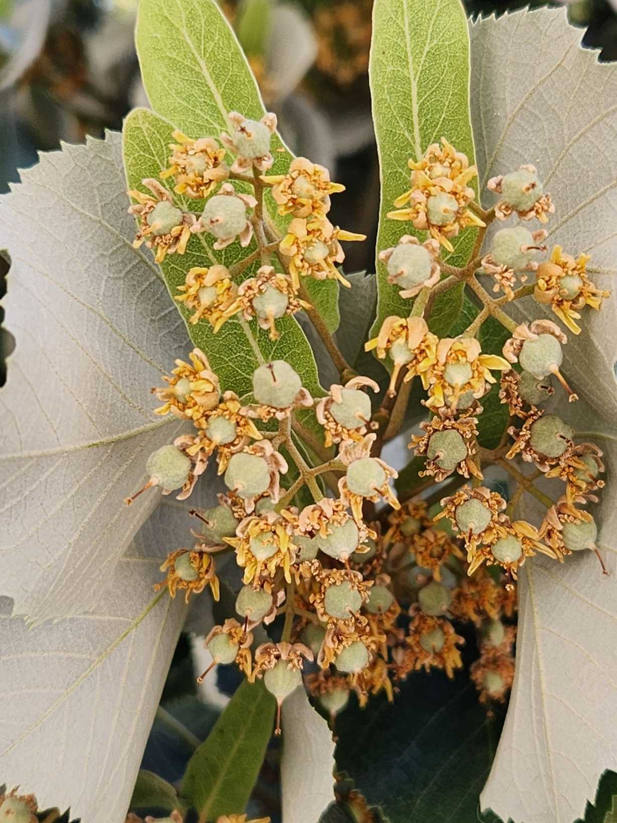 Tilia tomentosa