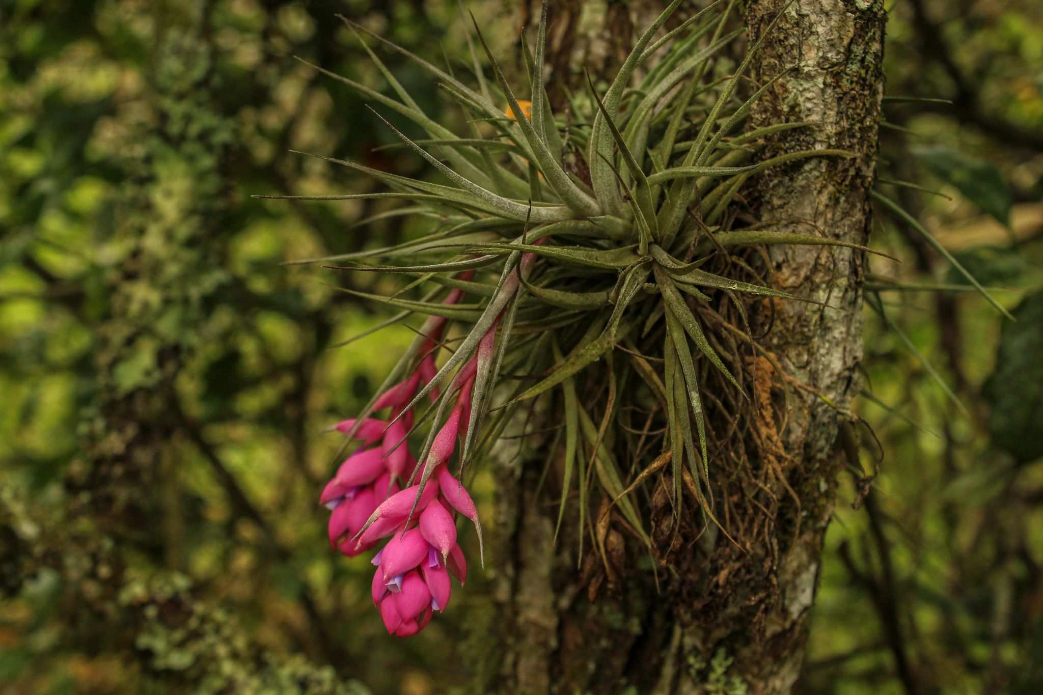 Tillandsia stricta